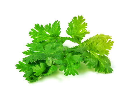 leaf Coriander or Cilantro isolated on white background ,Green leaves patternの写真素材