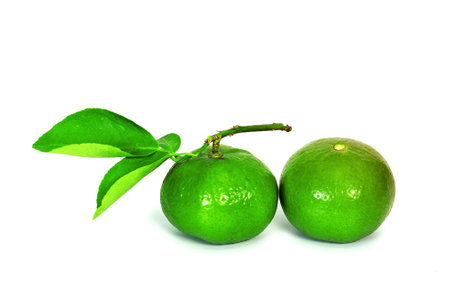 green lemon and leaves isolated on white backgroundの写真素材