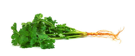 leaf Coriander or Cilantro isolated on white background ,Green leaves patternの写真素材