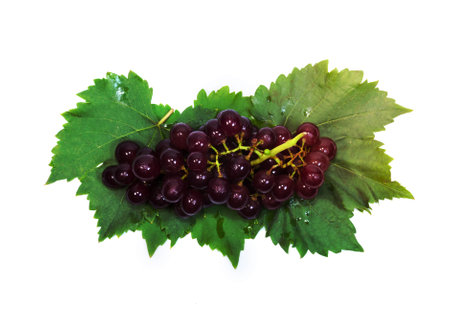 red grapes and leaves with water dropsの写真素材