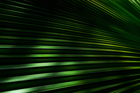 Green leaves texture,tropical leaf for nature background,leaf palm foliage treeの写真素材