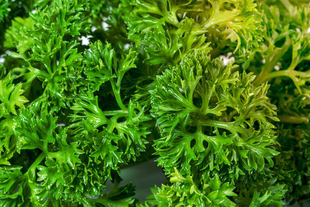 closeup Parsley leaf or Petroselinum crispum leaves ,Green leaves patternの写真素材