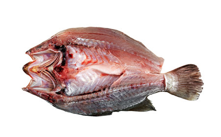 barramundi or seabass fish isolated on white backgroundの写真素材