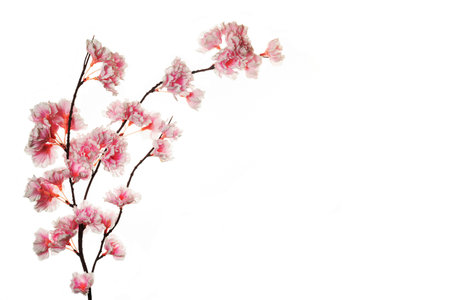Cherry blossom isolated on white backgroundの写真素材