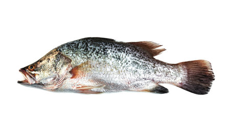 barramundi or seabass fish isolated on white backgroundの写真素材
