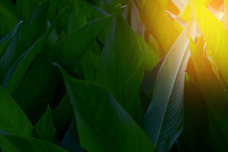 Closeup green leaves on blur background,nature conceptの写真素材