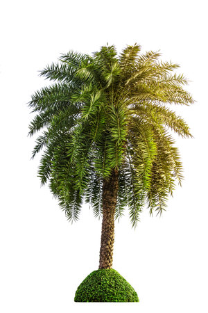 Foxtail palm tree isolated on white backgroundの写真素材