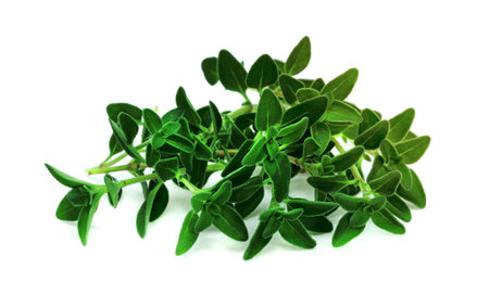 fresh thyme or Lemon thyme leaf isolated on a white background ,Green leaves patternの写真素材