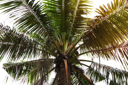Cocoanut tree isolated on white backgroundの写真素材