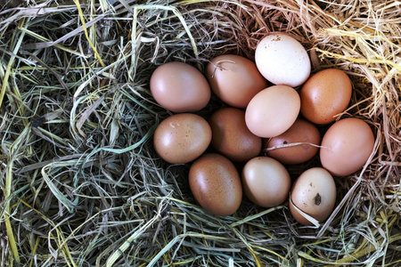 Fresh chicken eggs on a straw,  top viewの写真素材