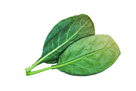 leaves of collards on background,Chinese kaleの写真素材