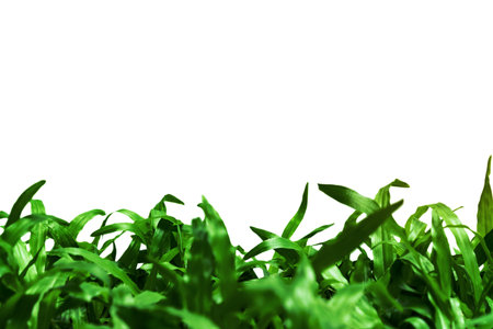 Green leaves pattern,leaf grass tree isolated on white background with copy spaceの写真素材