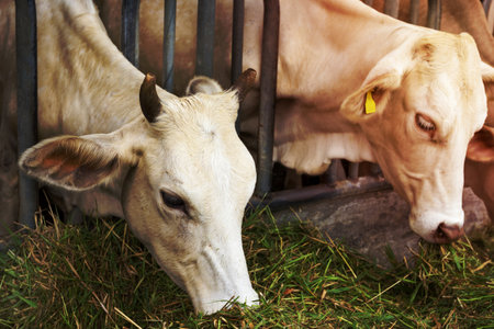 Beef Cattle Cow livestock in farmの写真素材