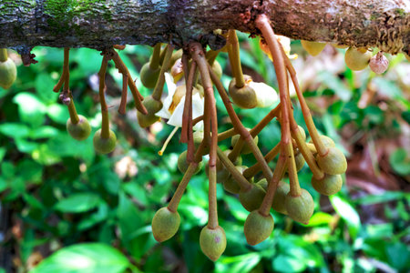 flowers durian in the gardenの写真素材