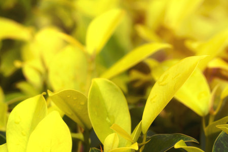 Golden leaves pattern for summer or spring season concept,leaf blur textured,nature backgroundの写真素材