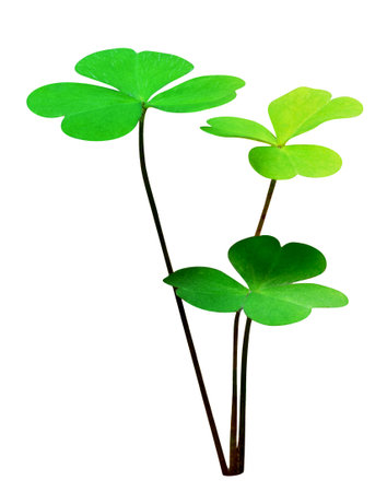 Green leaves pattern,leaf tree isolated on white background,include clipping pathの写真素材