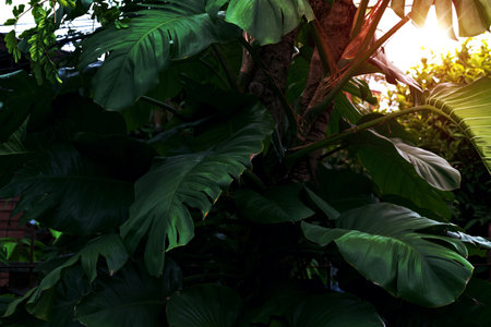 Green leaves pattern,leaf monstera in the forest for nature backgroundの写真素材