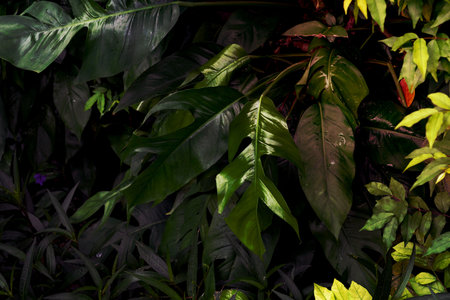 Green leaves pattern,leaf monstera in the forest for nature backgroundの写真素材
