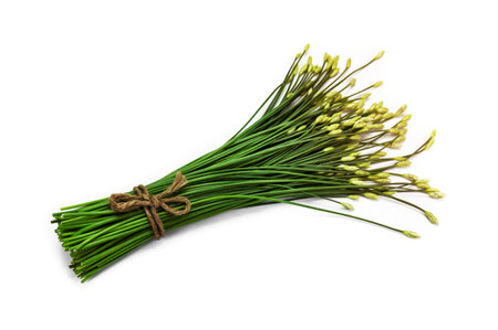garlic chive in threshing basket isolated on white.の写真素材