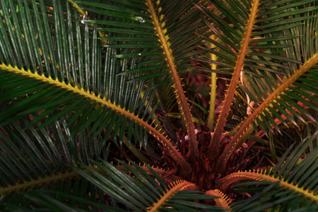 Green leaves pattern,leaf palm tree,Cycadaceae or Cycas revoluta or  Japanese sagoの写真素材