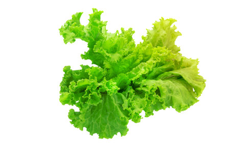 Lettuce leaves isolated on white backgroundの写真素材