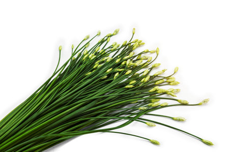 garlic chive in threshing basket isolated on white.の写真素材