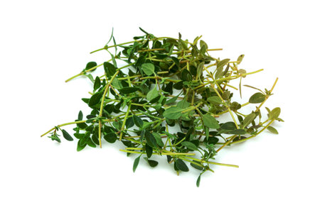 fresh thyme or Lemon thyme leaf isolated on a white background ,Green leaves patternの写真素材