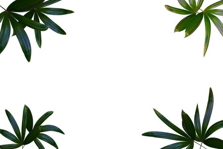 Green leaves pattern,leaf palm tree isolated on white backgroundの写真素材