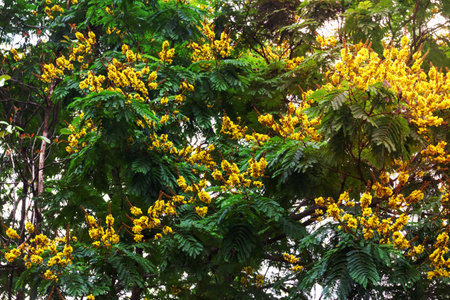 Peltophorum pterocarpum treeの写真素材