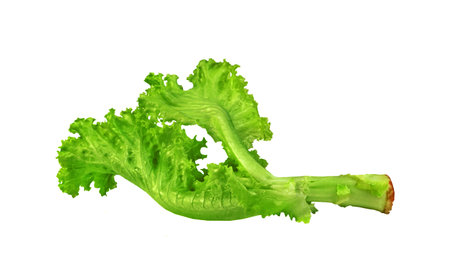 Lettuce leaf isolated on white background ,Green leaves pattern ,Salad ingredientの写真素材