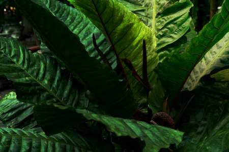 Green leaves pattern,leaf Anthurium crassinervium tree in the gardenの写真素材