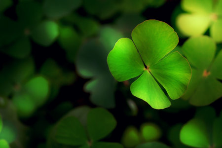 Closeup green leaves on blur background,nature concept,shamrock or water clover plantの写真素材