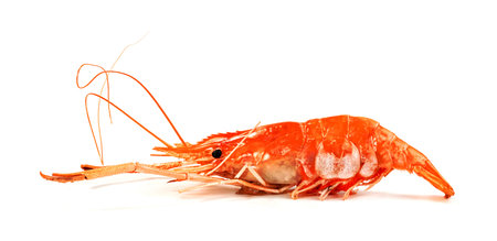 roasted river shrimp common isolated on white background ,grilled prawnの写真素材