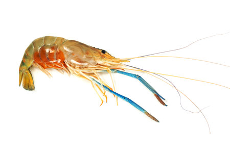 river shrimp common or Macrobrachium rosenbergii isolated on white backgroundの写真素材