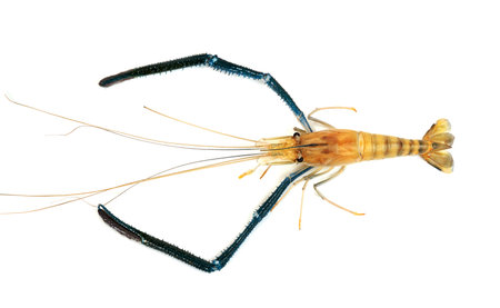 river shrimp common or Macrobrachium rosenbergii isolated on white backgroundの写真素材