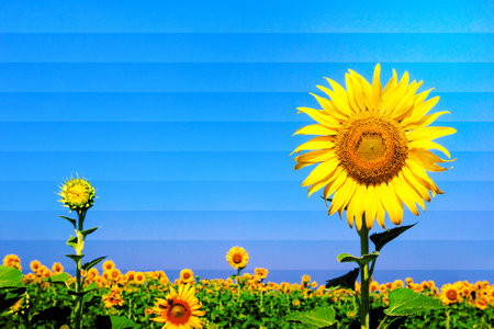Sunflowers with filter effectの写真素材