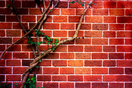 ivy on wall with brown brick,vintage toneの写真素材