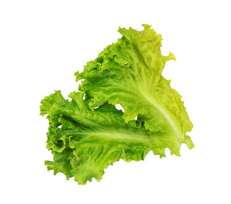 Lettuce leaf on white background,Salad ingredientの写真素材