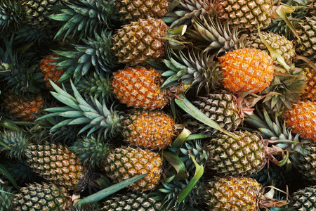 Pineapple background,tropical fruit juicy in thailandの写真素材