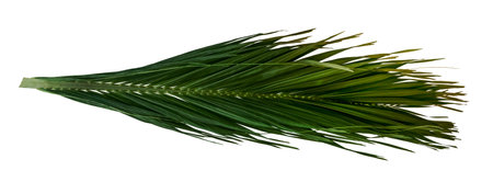 Green leaves pattern,leaf palm tree isolated on white backgroundの写真素材