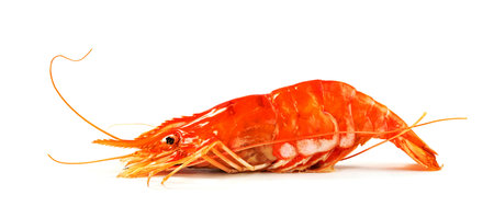 roasted river shrimp common isolated on white background ,grilled prawnの写真素材