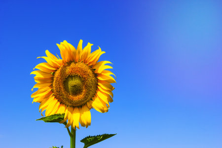 Sunflower with sky blueの写真素材