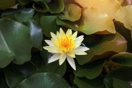 Yellow lotus blooming with morning sunlightの写真素材