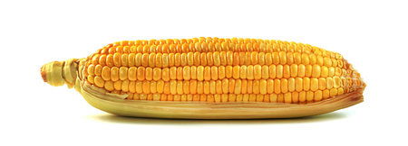 sweet corn isolated on white backgroundの写真素材