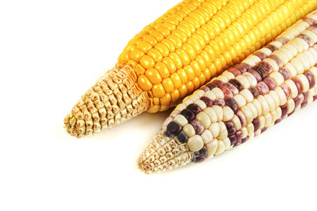 waxy corn isolated on white backgroundの写真素材