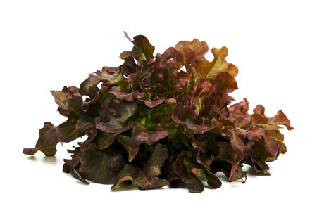 red oak leaf lettuce isolated on white backgroundの写真素材