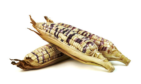 waxy corn isolated on white backgroundの写真素材