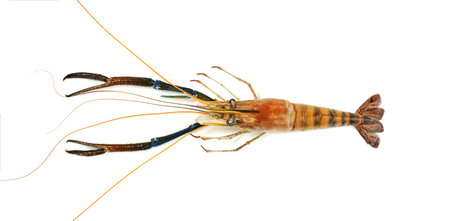 river shrimp common or Macrobrachium rosenbergii isolated on white backgroundの写真素材