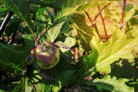 Thai eggplant vegetable in farmの写真素材