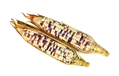 waxy corn isolated on white backgroundの写真素材
